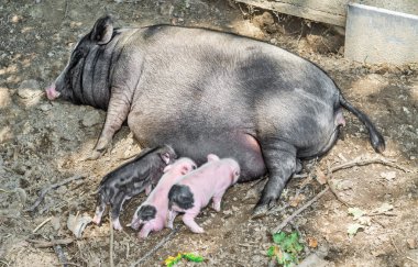 yalakalık yenidoğan domuz yavruları