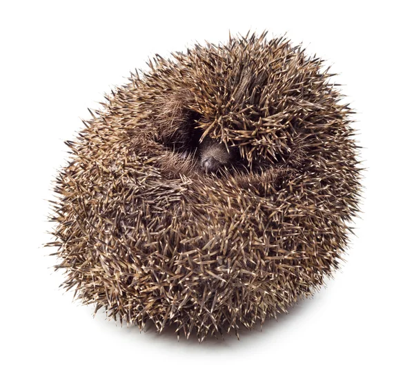 Hedgehog balled up — Stock Photo, Image