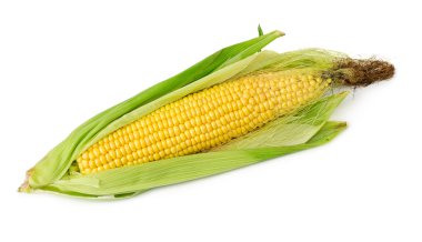 İzole edilmiş mısır koçanında. 