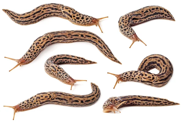 Slug — Stock Photo, Image