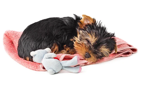 Puppy sleeping on pink towel — Stock Photo, Image