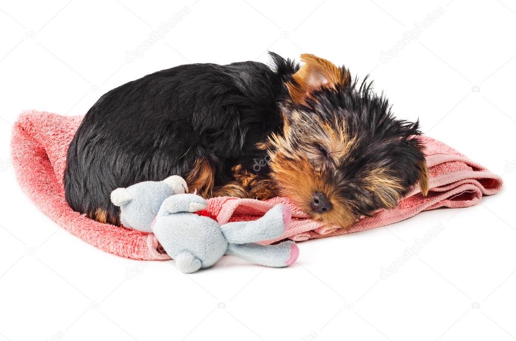 Puppy sleeping on pink towel