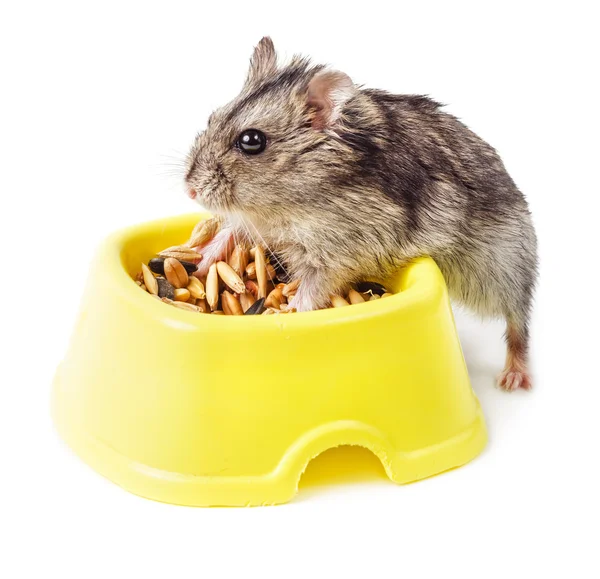 Hamster in yellow bowl — Stock Photo, Image