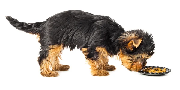 Yorkshire terrier standing and eating — Stock Photo, Image