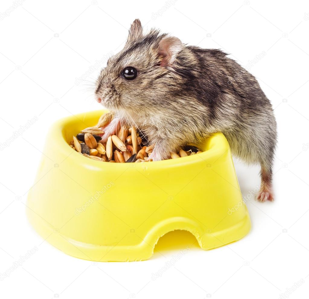 Hamster in yellow bowl