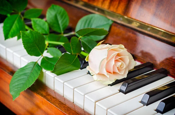 White rose op grand piano — Stockfoto