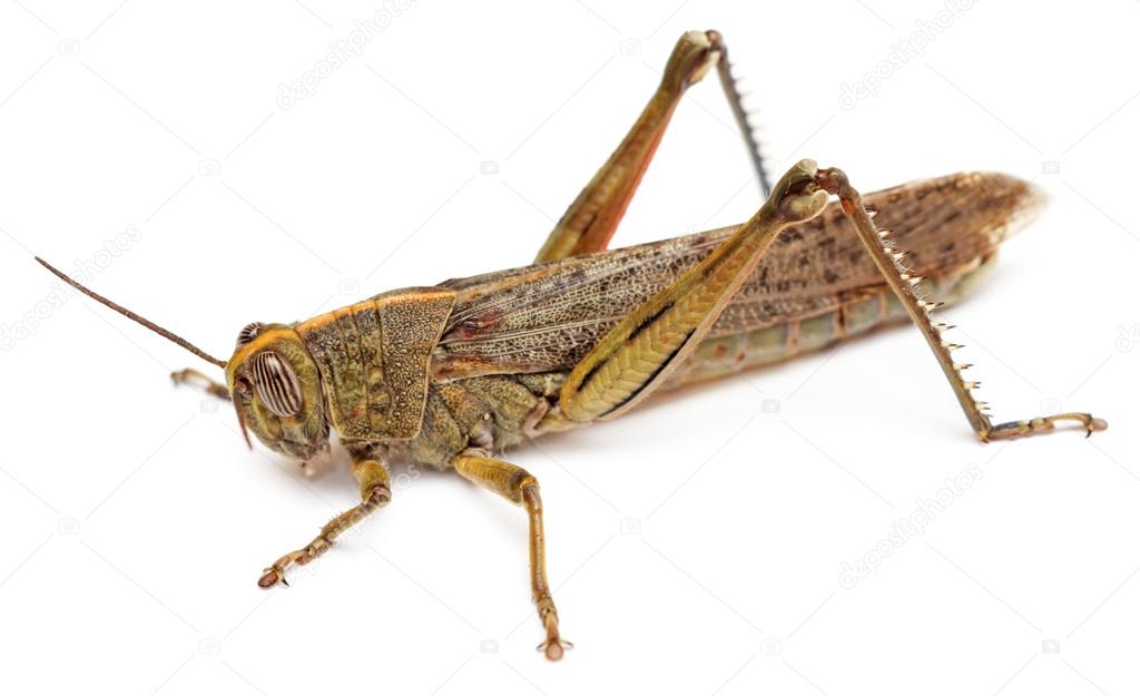Locust isolated on white