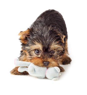 Yorkshire Terrier köpek yavrusu oyuncakla oynamak