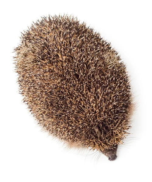 Hedgehog top view — Stock Photo, Image