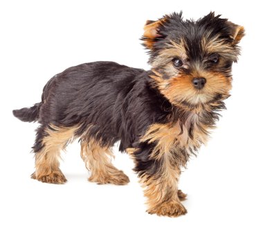 Yorkshire Terrier puppy isolated clipart