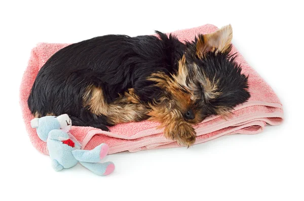 Yorkshire Terrier cachorro dormindo na toalha rosa Fotografia De Stock