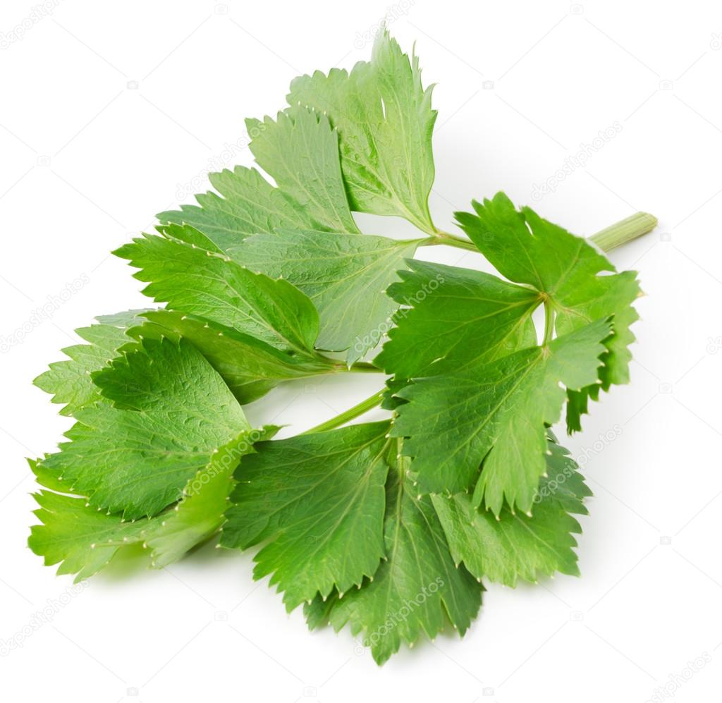 Aromatic herb lovage