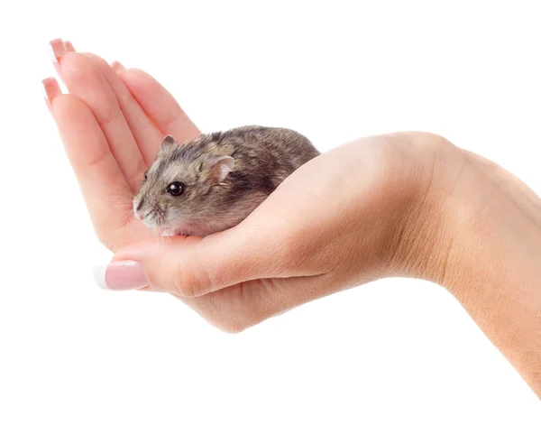 Ratón en la mano — Foto de Stock