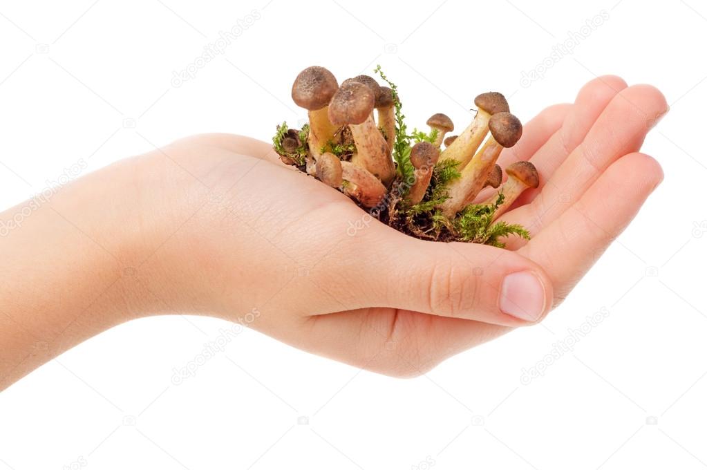 Mushrooms in hand 