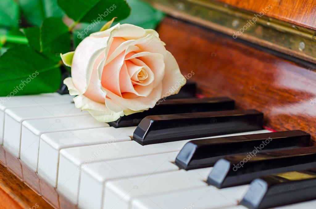 Pink rose on piano — Stock Photo © Martina_L 67448721