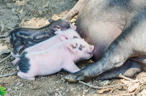 유아의 베트남어 piglets 검은 개 — 스톡 사진