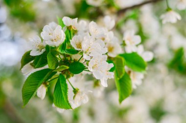 Kiraz ağacı çiçeği.