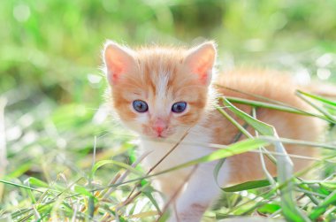 Red kitten on green grass 