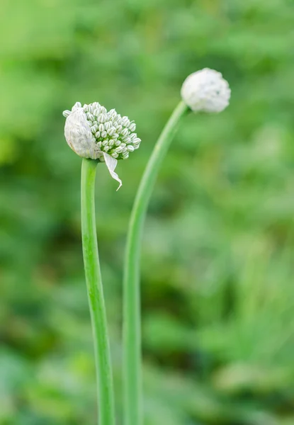 Чеснок цветочный бутон в саду — стоковое фото