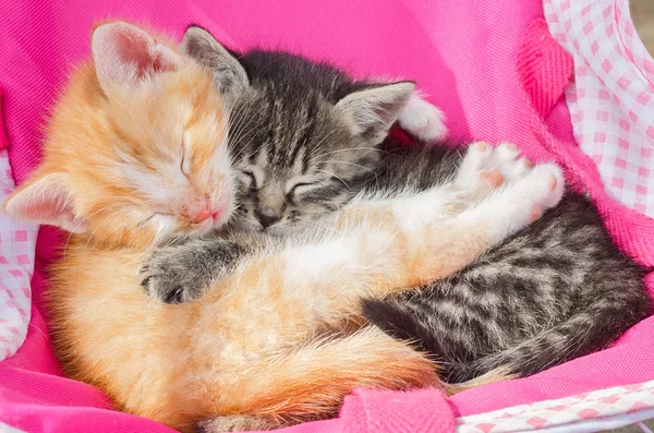 Gatinho dormindo juntos — Fotografia de Stock