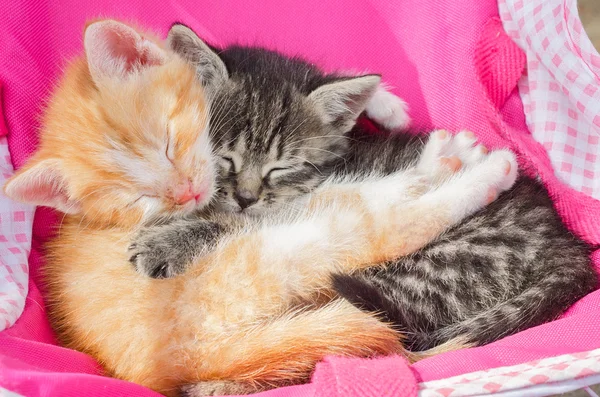 Kätzchen schlafen zusammen Stockbild