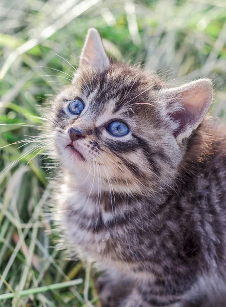 Gatinho na grama verde — Fotografia de Stock