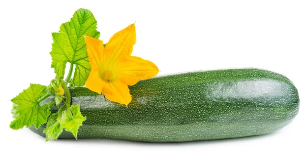 Calabacín con flor — Foto de Stock