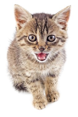 Çizgili kedicik gri mewing izole