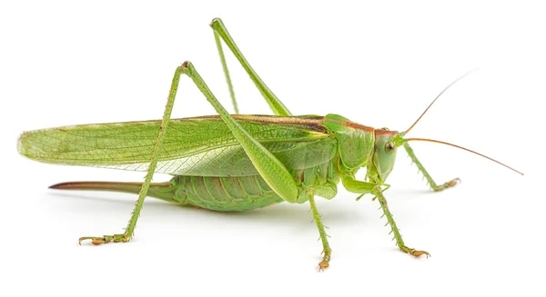 Zelené kobylky izolované na bílém — Stock fotografie
