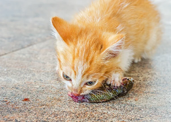 Gatinho laranja comer peixe cru — Fotografia de Stock