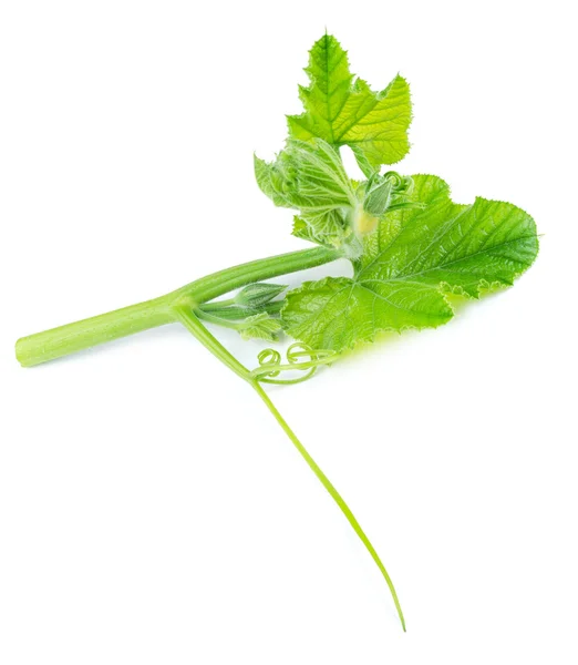 Knospen und Blätter von Zucchini isoliert — Stockfoto