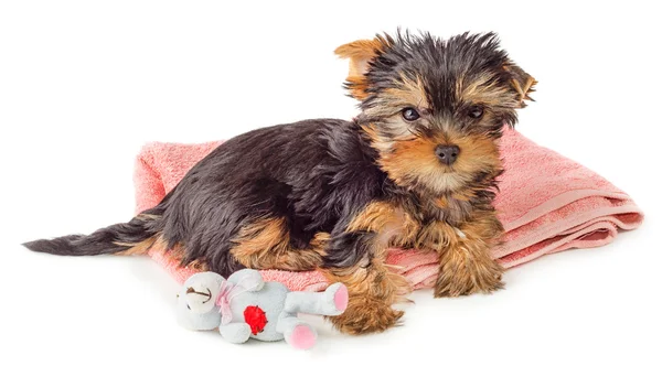 Puppy resting on pink carpet with toy isolated — Stock Photo, Image