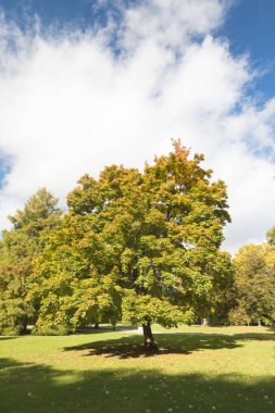 Güzel bir sonbahar parkı. Sonbahar ağaçları ve yaprakları. Sonbaharda göz kamaştırıcı bir orman manzarası. Sonbahar parkında renkli ağaçların olduğu manzara..