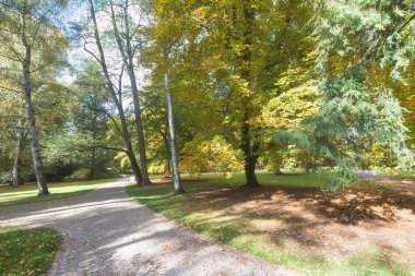 Güzel bir sonbahar parkı. Sonbahar ağaçları ve yaprakları. Sonbaharda göz kamaştırıcı bir orman manzarası. Sonbahar parkında renkli ağaçların olduğu manzara..