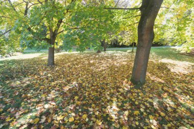 Güzel bir sonbahar parkı. Sonbahar ağaçları ve yaprakları. Sonbaharda göz kamaştırıcı bir orman manzarası. Sonbahar parkında renkli ağaçların olduğu manzara..