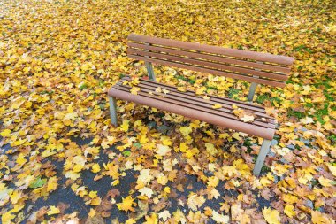 Güzel doğa parkı. Sonbahar ağaçları ve yaprakları. Sonbaharda göz kamaştırıcı bir orman manzarası, hoş, sıcak güneş ışığıyla manzaralı bir manzara. Sonbahar rengarenk romantik manzara
