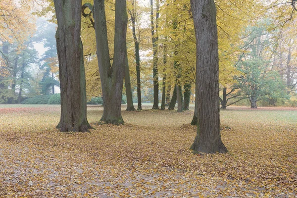 Gyönyörű Őszi Park Őszi Fákkal Levelekkel Őszi Táj — Stock Fotó