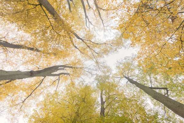 Vacker Höstpark Med Höstträd Och Löv Höstlandskap — Stockfoto