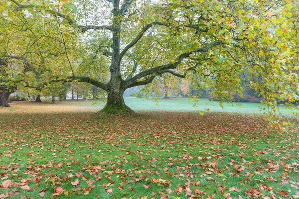Beautiful Autumn Park Autumn Trees Leaves Autumn Landscape — Stock Photo, Image
