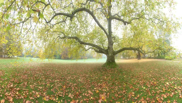 Piękny Jesienny Park Jesiennymi Drzewami Liśćmi Krajobraz Jesienny — Zdjęcie stockowe