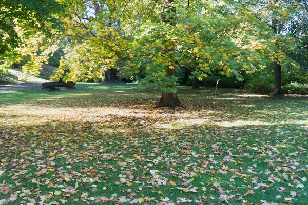 Vacker Naturpark Höstträd Och Löv Falllandskap Panorama Över Fantastisk Skogslandskap — Stockfoto