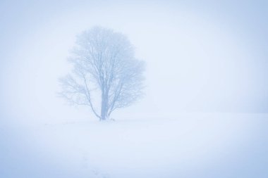 Yalnız Kış Ağacı. Tatlı yalnızlık. Washington, ABD 'de çok kar yağan soğuk ve bulutlu bir gün. Doğu yakasında kar fırtınası ve sis var. Ağaç ormanlarında kar fırtınası doğanın tehlikeli havası gibi. Kar fırtınası