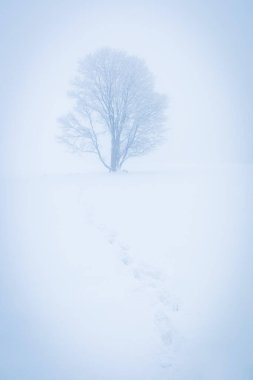 Yalnız Kış Ağacı. Tatlı yalnızlık. Washington, ABD 'de çok kar yağan soğuk ve bulutlu bir gün. Doğu yakasında kar fırtınası ve sis var. Ağaç ormanlarında kar fırtınası doğanın tehlikeli havası gibi. Kar fırtınası