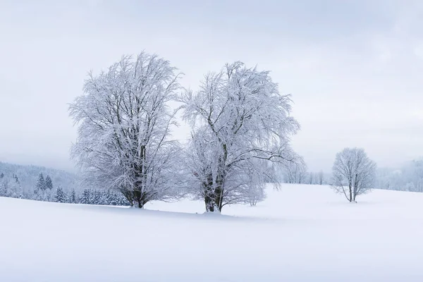 Lonely Winter Trees. Sweet Solitude. Cold and Cloudy day with much snow in the Washington, USA. Blizzard and fog in east coast. Winter snow blizzard in tree forest as nature danger weather. Snowstorm