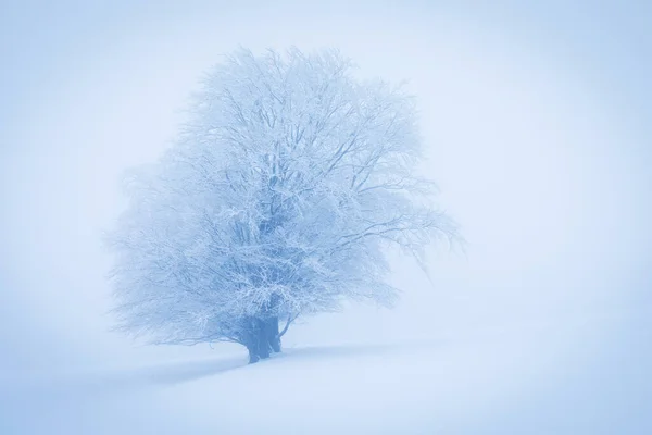 Lonely Winter Tree. Sweet Solitude. Cold and Cloudy day with much snow in the Washington, USA. Blizzard and fog in east coast. Winter snow blizzard in tree forest as nature danger weather. Snowstorm