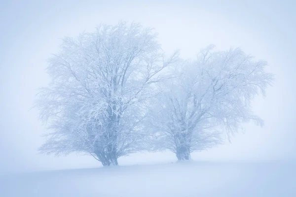 孤独な冬の木 甘い孤独 米国ワシントンで多くの雪と寒さと曇りの日 ブリザードと東海岸の霧 自然危険気象としての木の森の冬の雪吹雪 — ストック写真