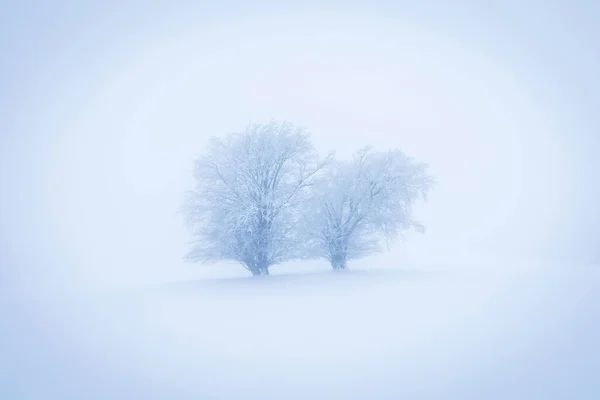 孤独な冬の木 甘い孤独 米国ワシントンで多くの雪と寒さと曇りの日 ブリザードと東海岸の霧 自然危険気象としての木の森の冬の雪吹雪 — ストック写真