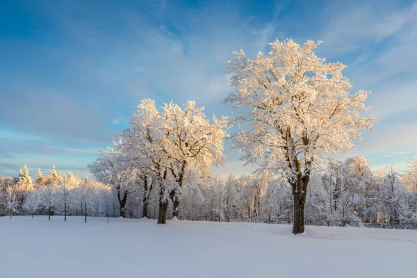 Besneeuwde Weg Het Bos Winter Lang Sneeuwval Door Bos Bedekt — Stockfoto