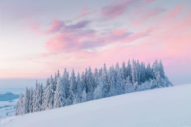 Snowy trees in winter landscape. Orlicke mountains in winter, beautiful cold day near ski resort, Eastern Bohemia, Czech Republic. Trees covered with snow.