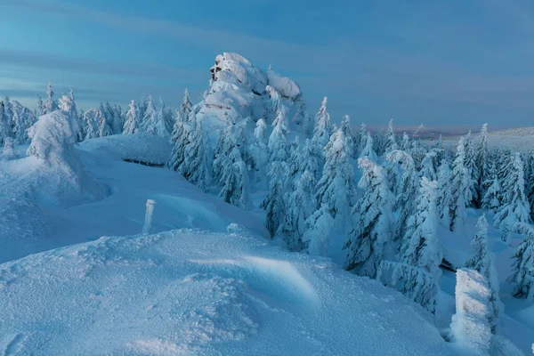Schöne Schneebedeckte Bäume Wald Vor Naturkulisse — Stockfoto